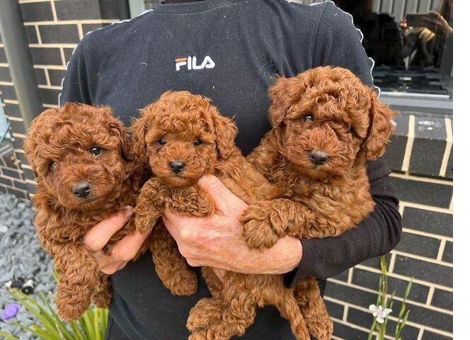 Zwergpudelwelpen für ein neues Zuhause  