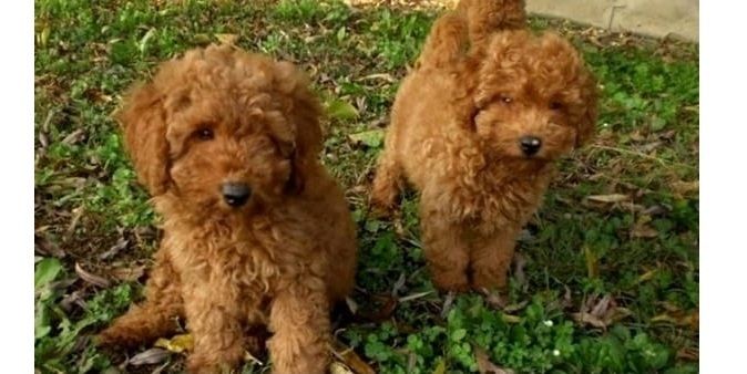 Toy und Zwerg Pudel-Welpen w 