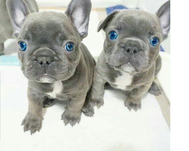 Französische Bulldoggen 