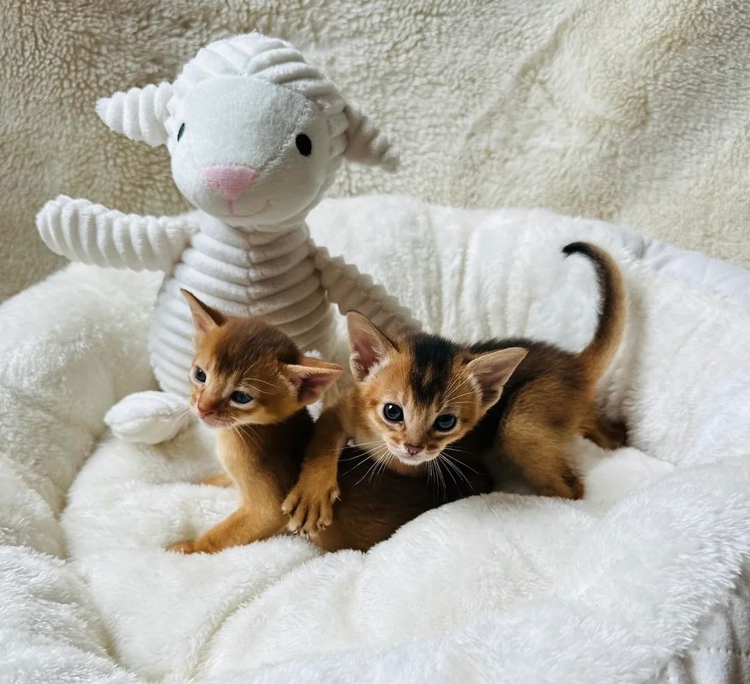 HERVORRAGENDE ABYSSINIER-KÄTZCHEN AB SOFORT VERFÜGBAR