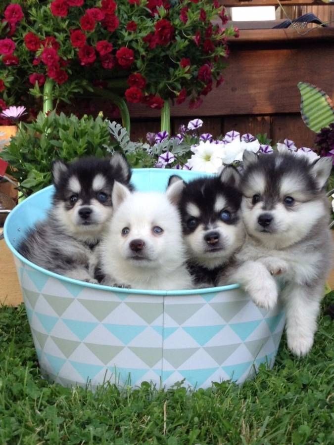 Erhältlich Pomsky Welpen mit Papieren 