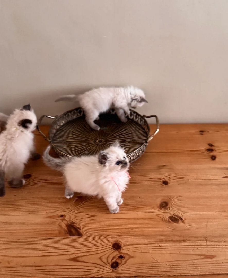 Fünf wunderschöne Birma-Kätzchen zu verkaufen