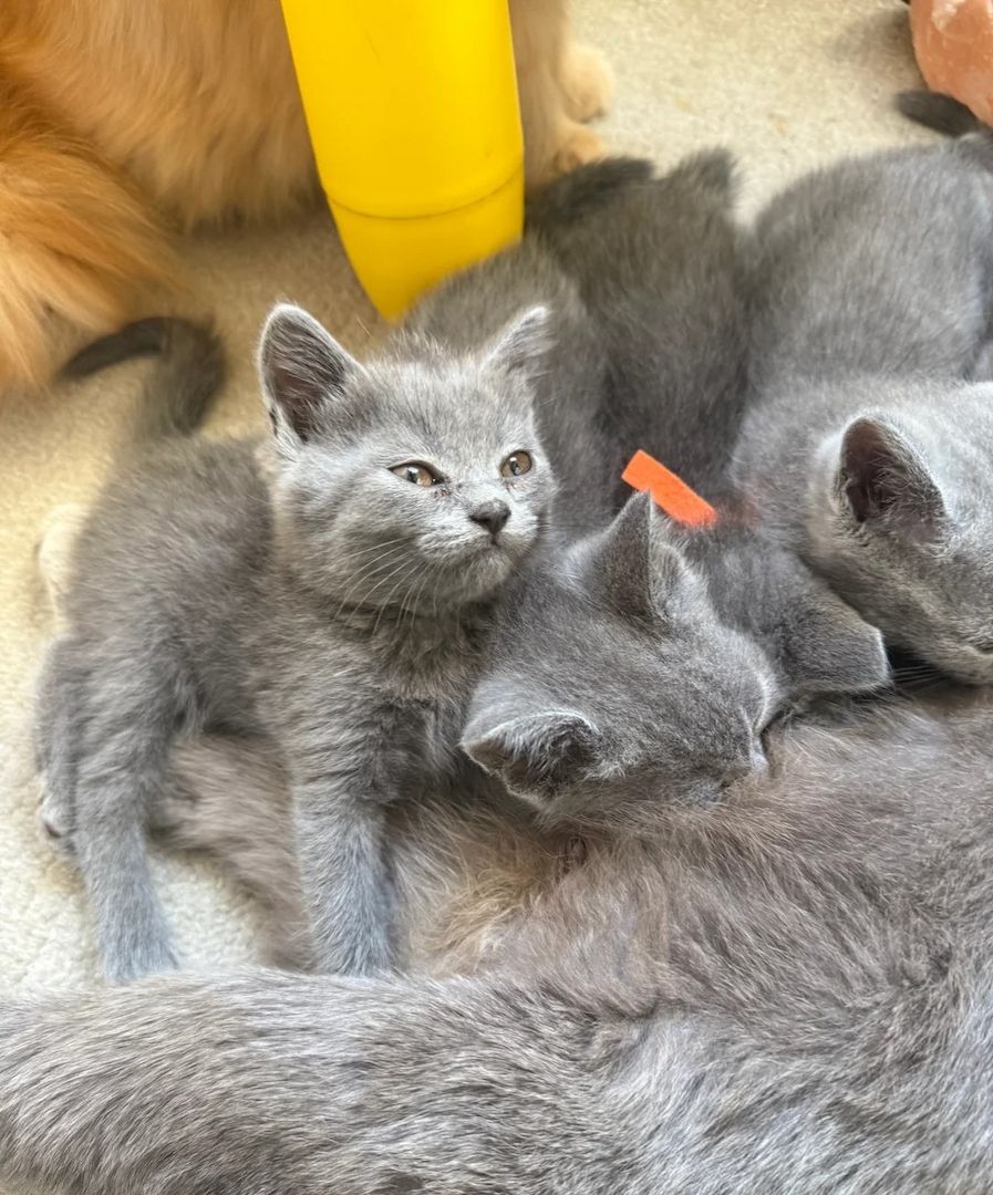 Süße und verspielte Britisch Kurzhaarkätzchen