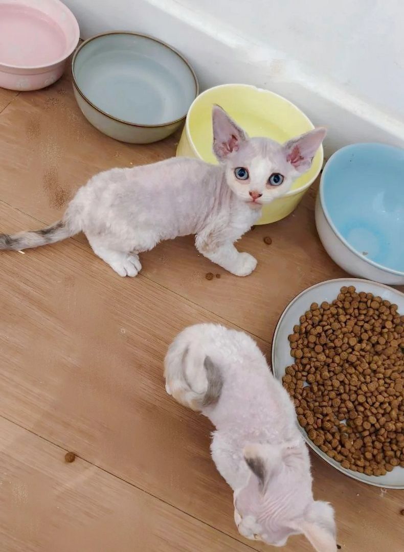 Ein besonderer Wurf Devon Rex Kätzchen.