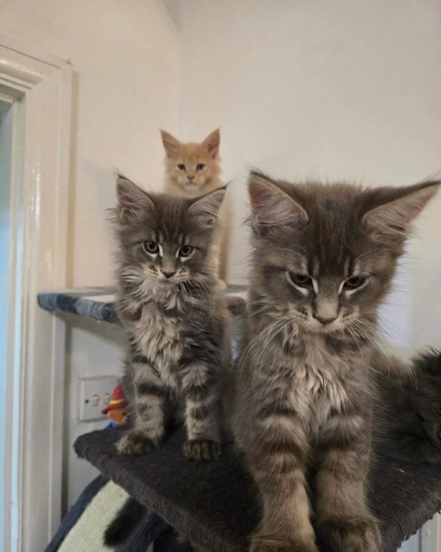 Wunderschöne Maine Coon Kätzchen