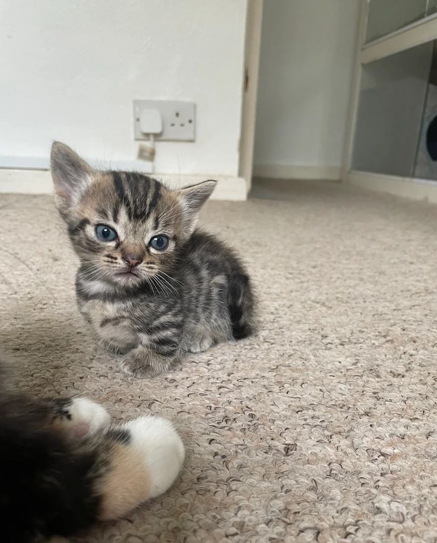 Munchkin-Kätzchen zu verkaufen