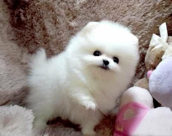 MINI ZWERGSPITZ POMERANIAN BOO WELPEN 