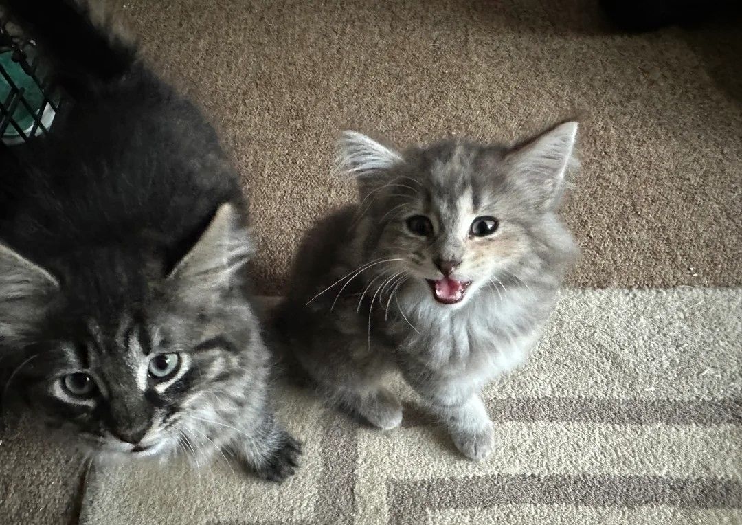 Norwegische Waldkätzchen