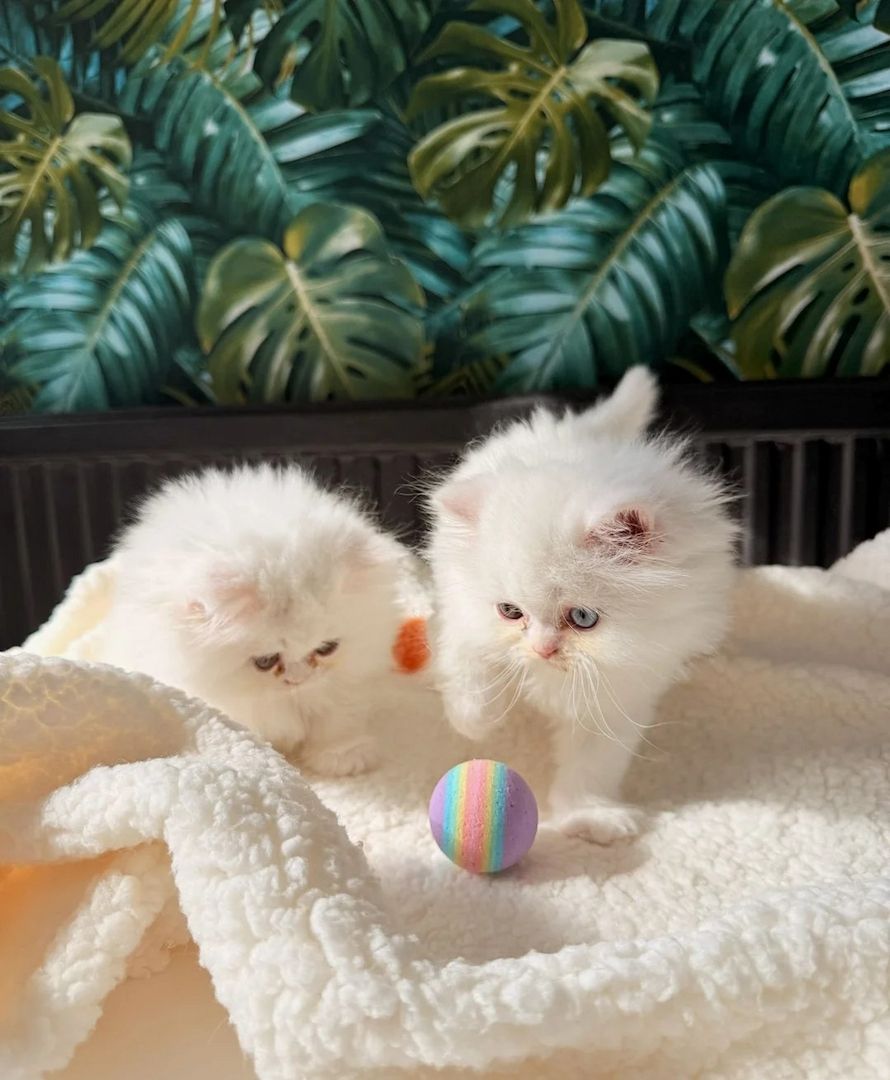 weibliches reinweißes Perserkätzchen