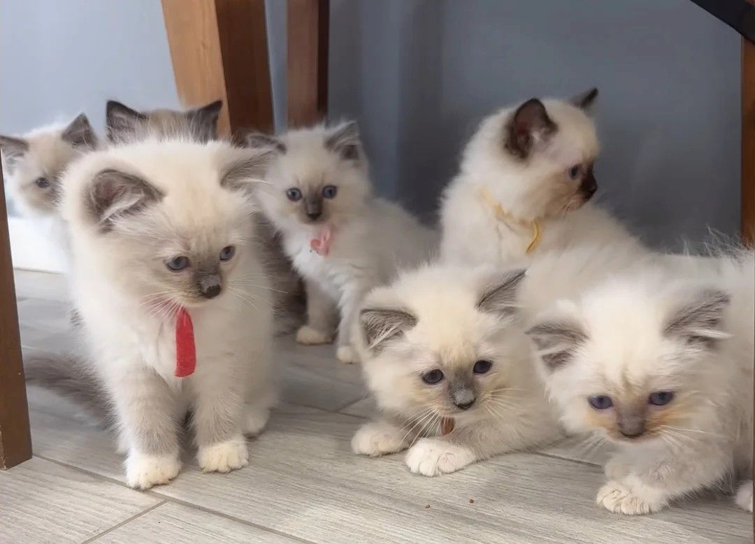 7 Ragdoll-Kätzchen zur Reservierung