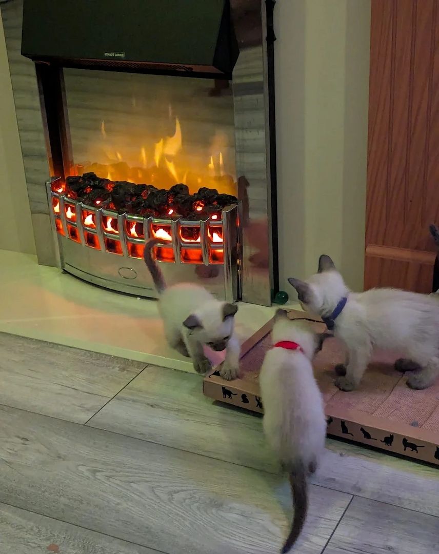 Siamkätzchen – Reinrassige, liebevolle Persönlichkeiten