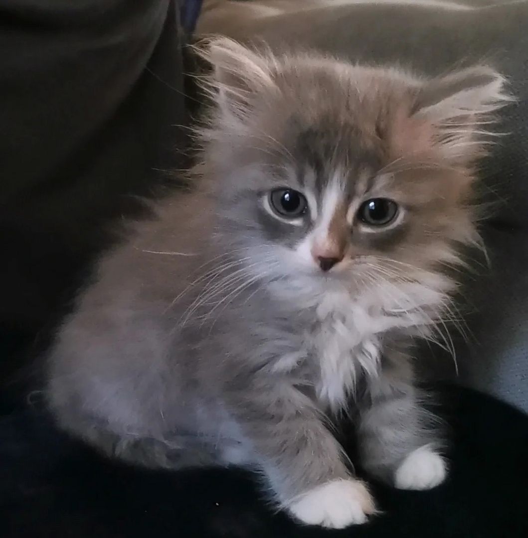 Sibirische Calico-Kätzchen