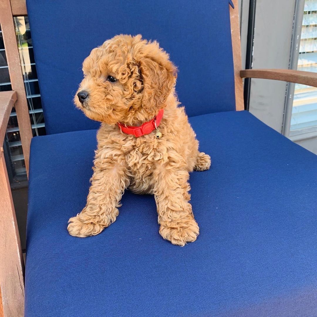 Entzückende Goldendoodle-Welpen bereit für ihr neues Zuhause! 🐾