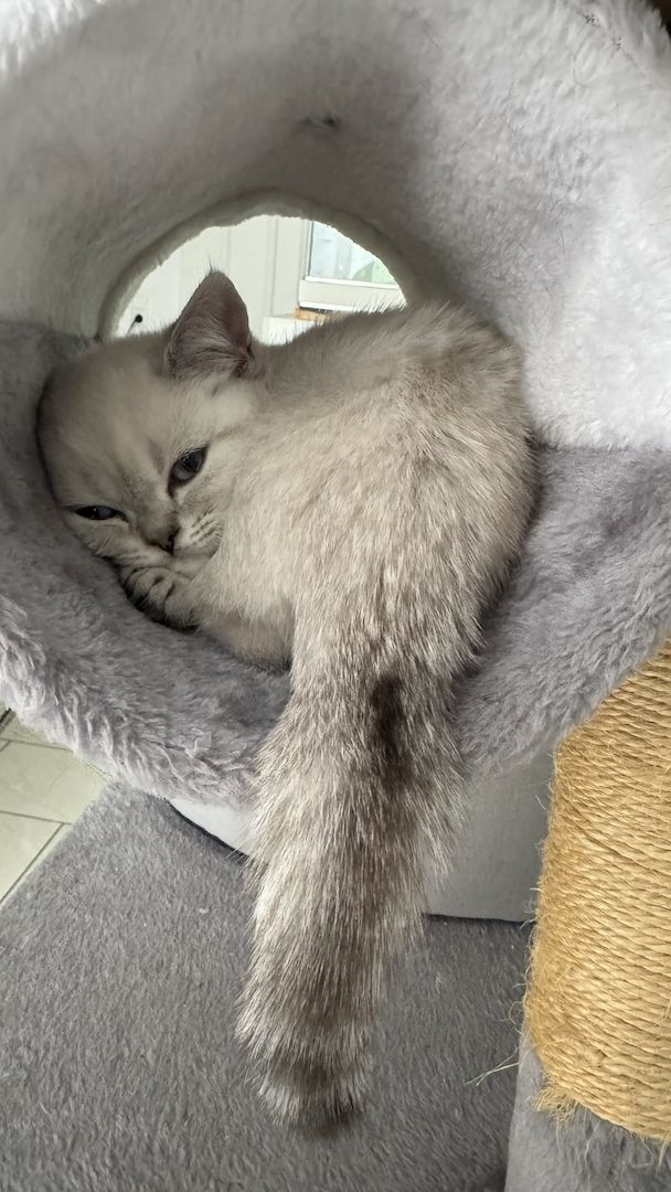 Kleines Glücksknäuel sucht ein liebevolles Zuhause! 🐾