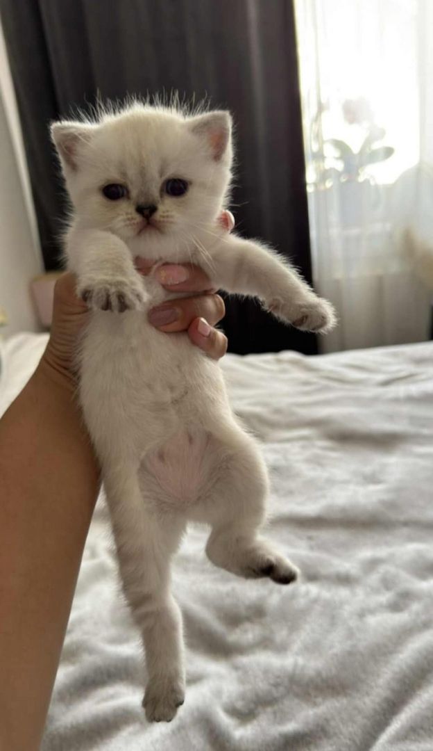 Kleines Glücksknäuel sucht ein liebevolles Zuhause! 🐾