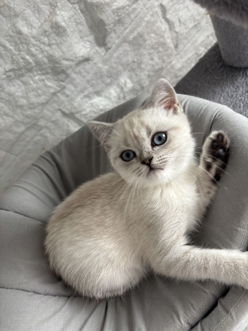 Kleines Glücksknäuel sucht ein liebevolles Zuhause! 🐾