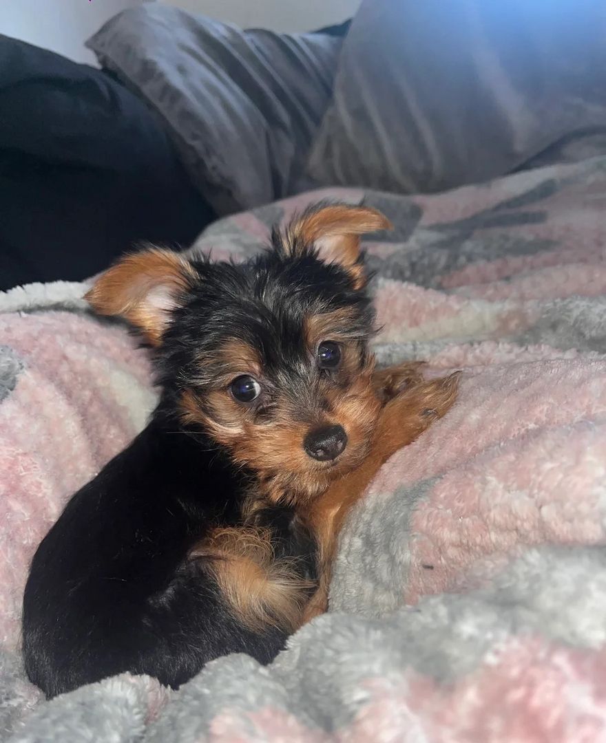4 Yorkshire Terrier zu verkaufen