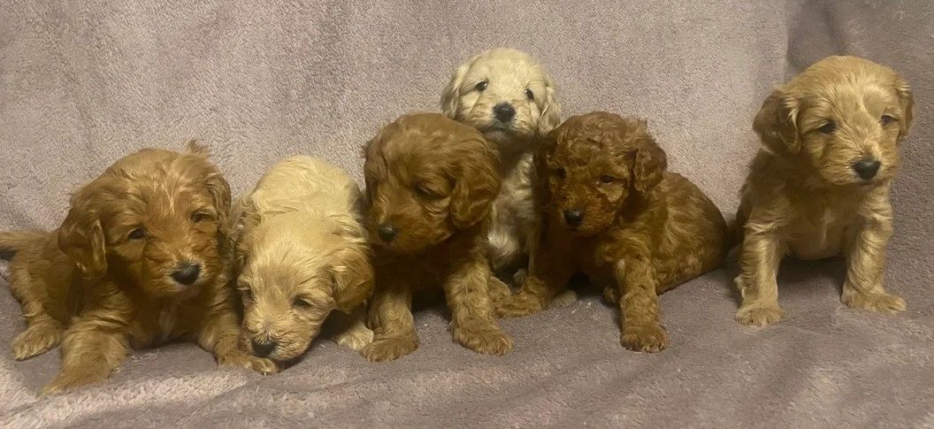 6 wunderschöne Cavapoochon-Welpen