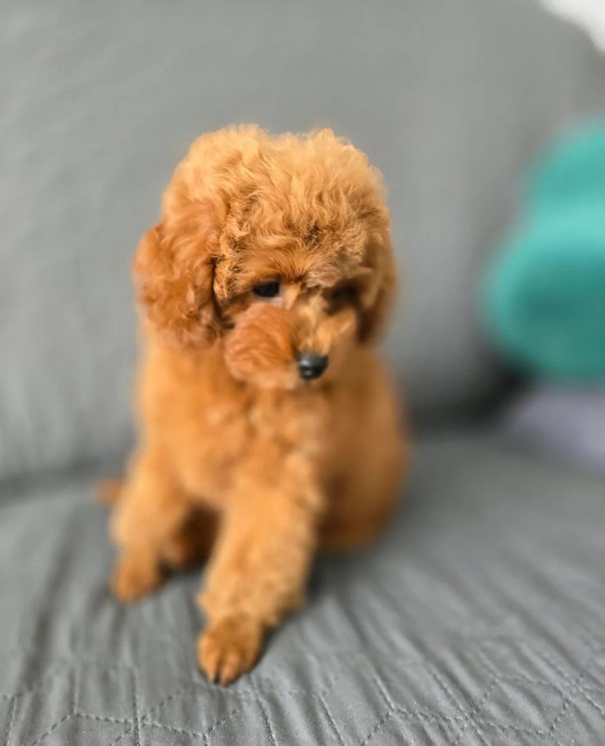 5 wunderschöne Zwergpudelwelpen