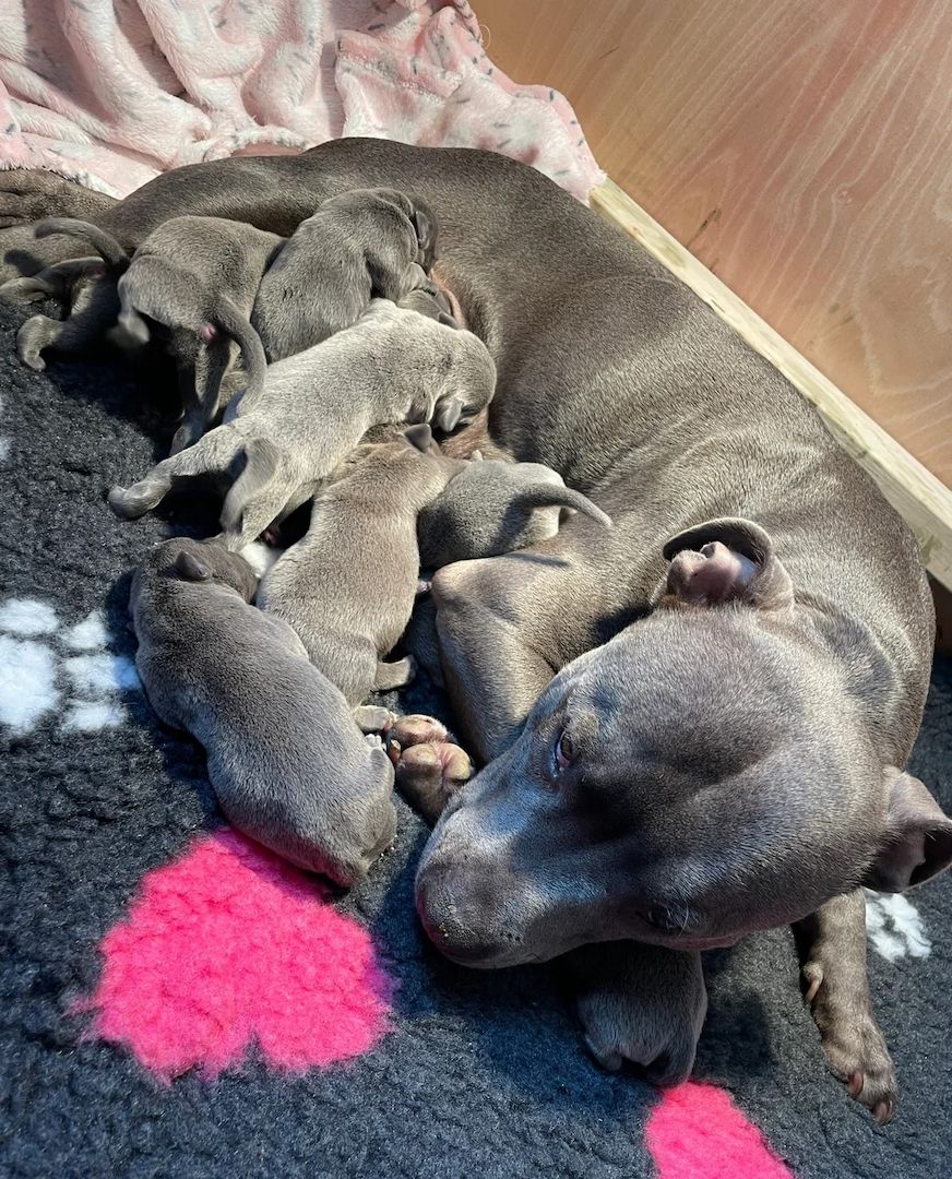 Reg.Blue Staffordshire Bull Terrier Welpen