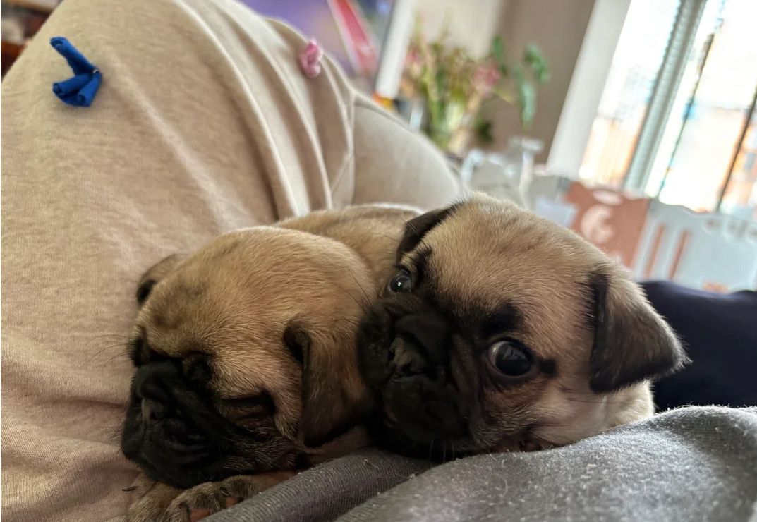 männliche und weibliche Mopswelpen