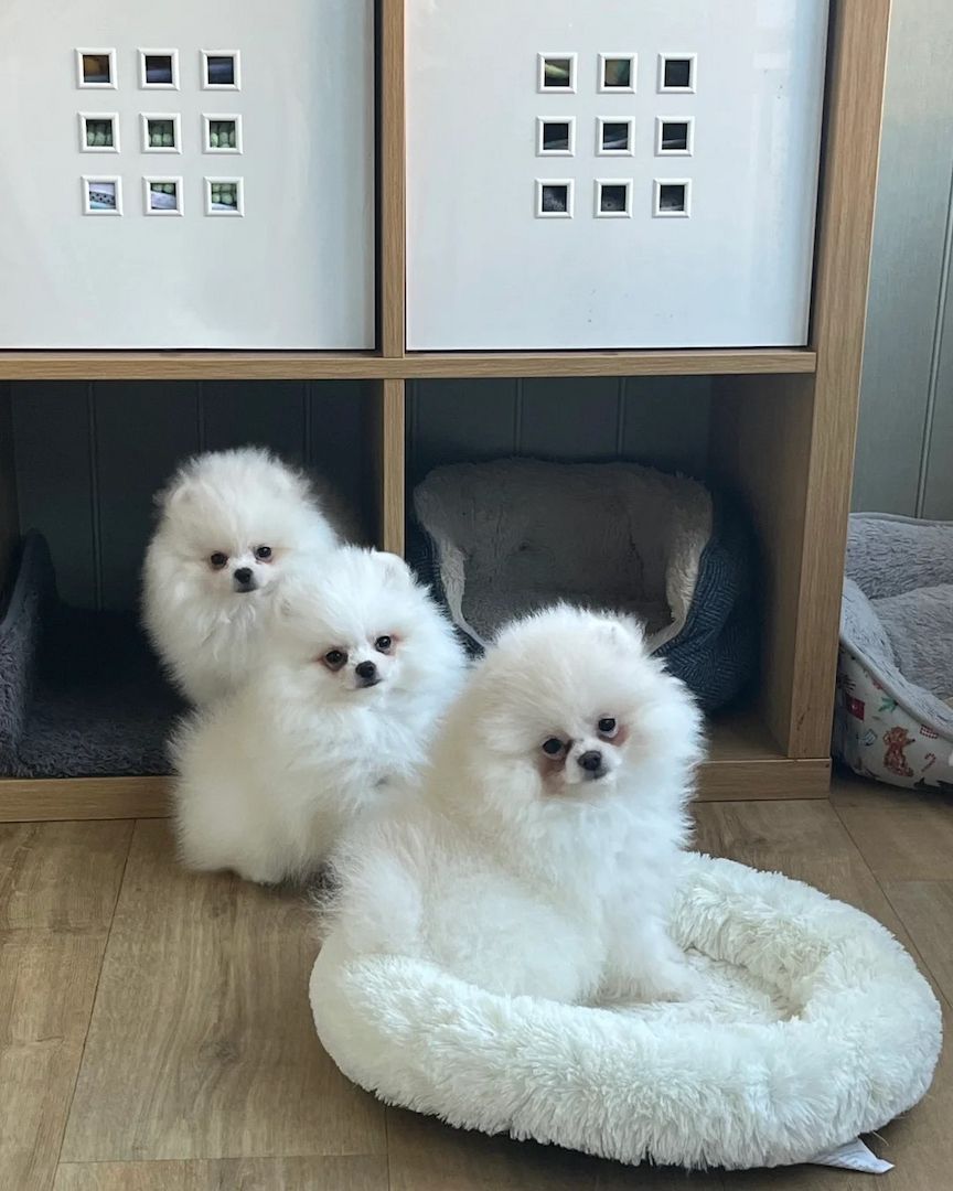 Hochwertige Pomeranian-Welpen