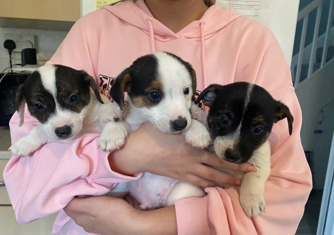 3 umwerfende Jack Russell-Welpen