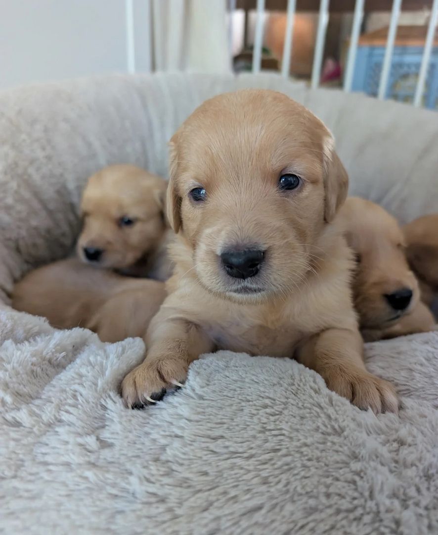 Golden Retriever-Welpen