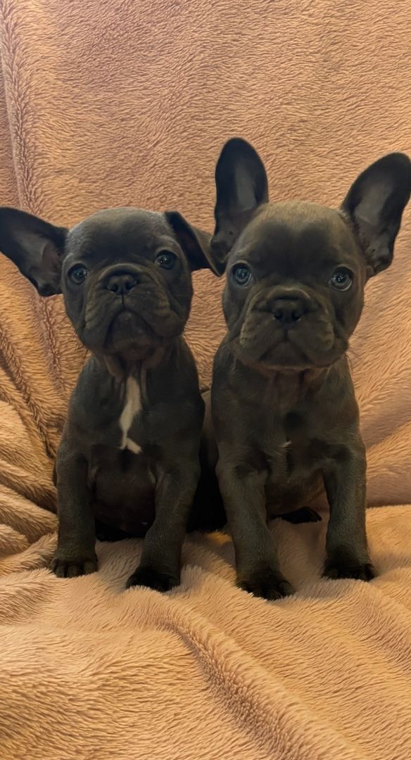 Wunderschöne Französische Bulldoggenwelpen.