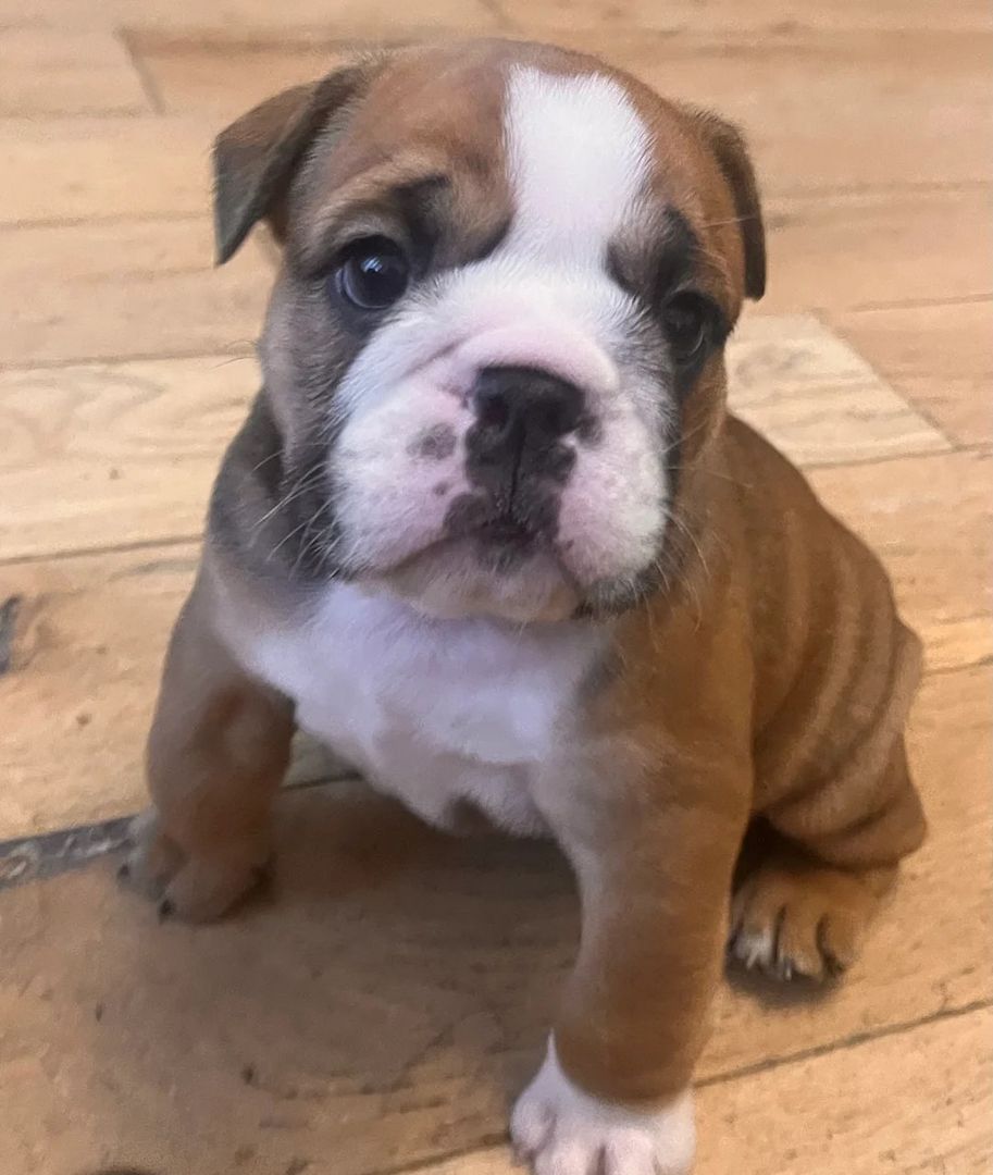 Englischer Bulldoggenwelpen