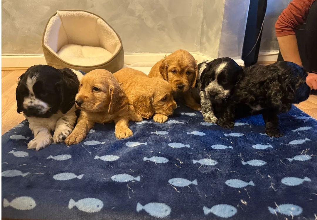 Wunderschöne Cocker Spaniel Welpen im Show-Stil