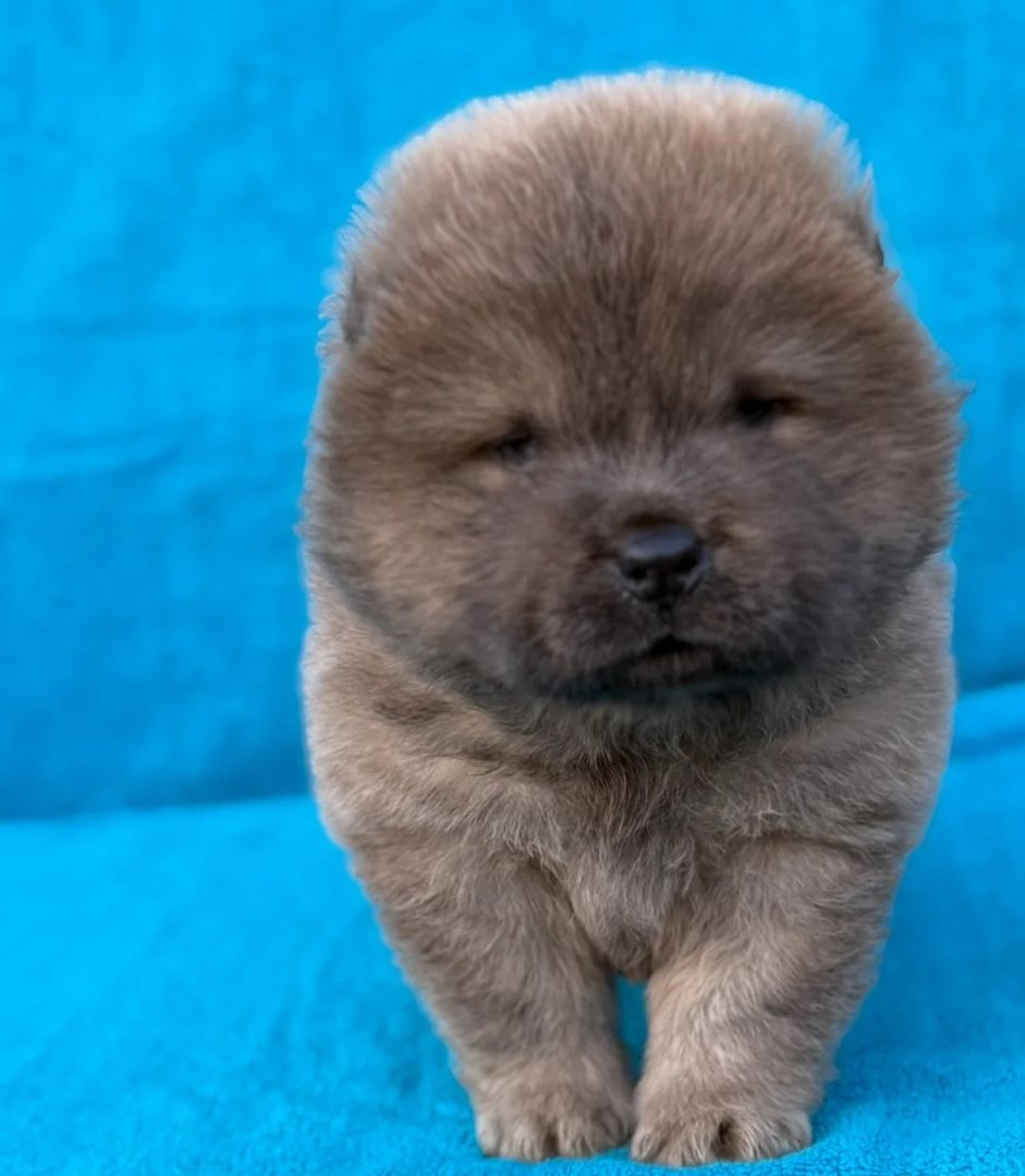 wunderschönen Chow-Chow-Welpen