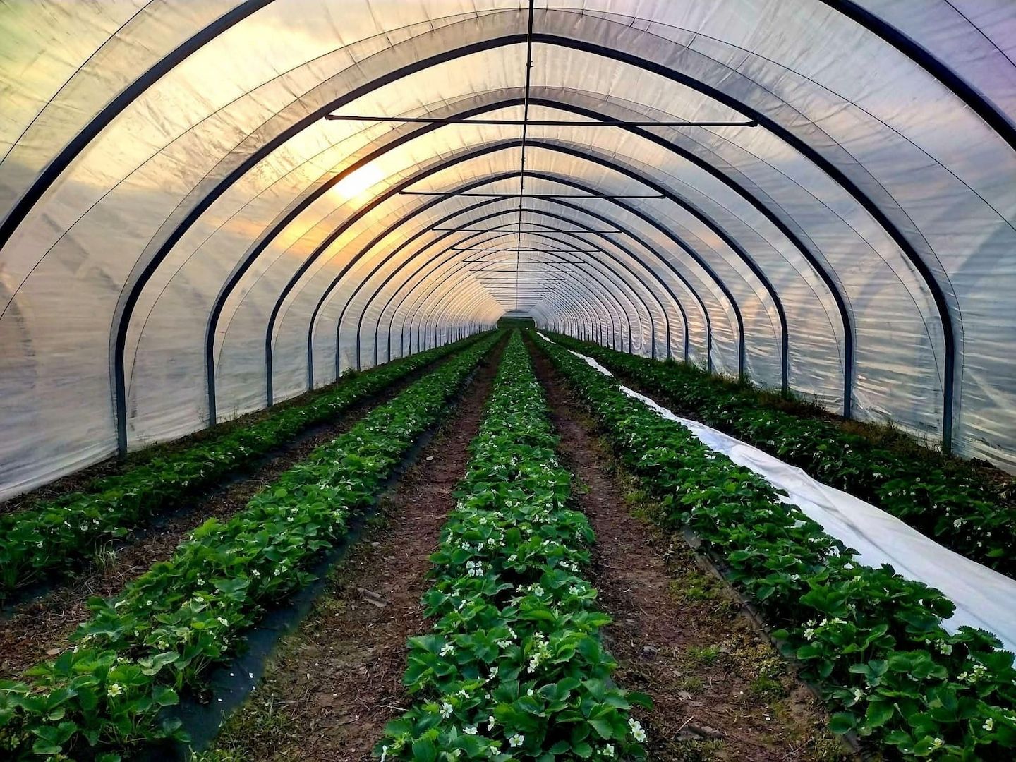 Folientunnel, Gewächshaus, Pflanzzelt Folienzeltsystem Folienzelt Bogenhalle Folienhaus Treibhaus
