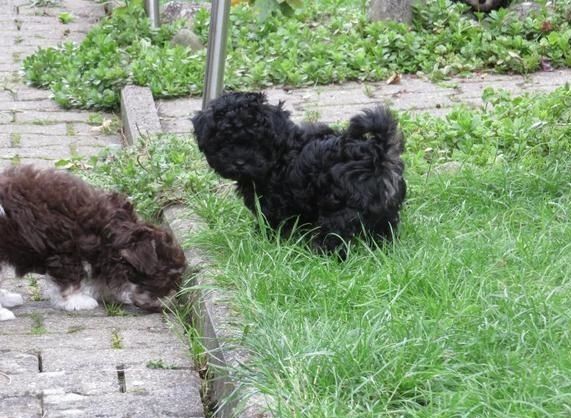 Bolonka Zwetna Welpen mit Ahnentafel