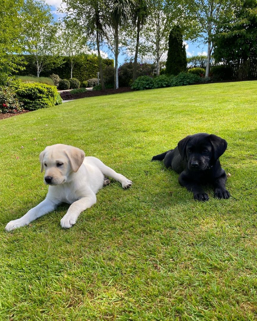 Labrador Retriever Welpen zu verkaufen