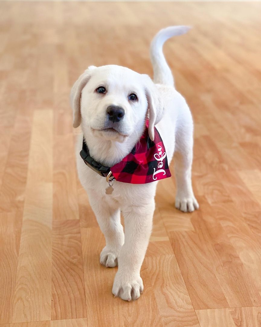 Labrador Retriever Welpen zu verkaufen