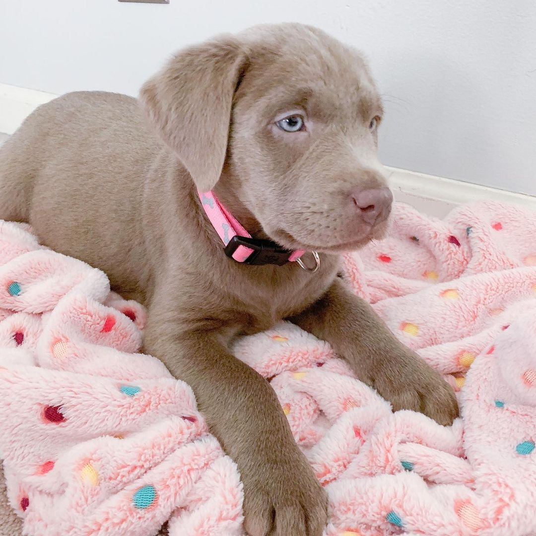 Labrador Retriever Welpen zu verkaufen