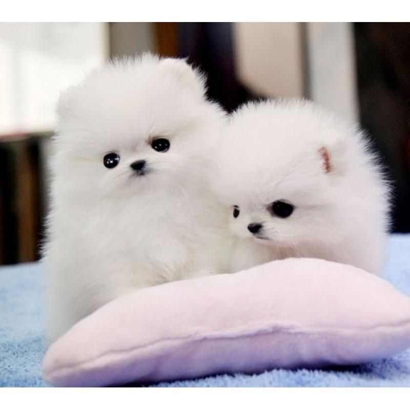 Reinrassige Zwergspitz / Pomeranian welpen mit Papieren