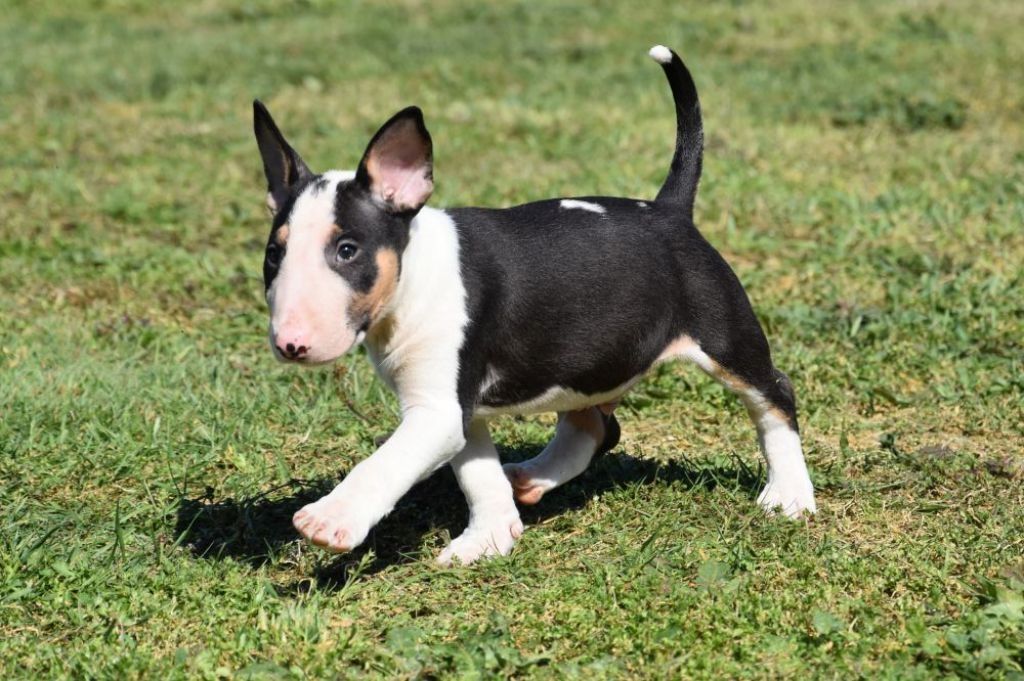 Miniatur Bullterrier Welpe