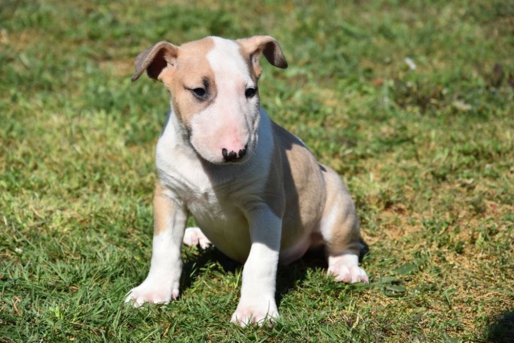 Miniatur Bullterrier Welpe