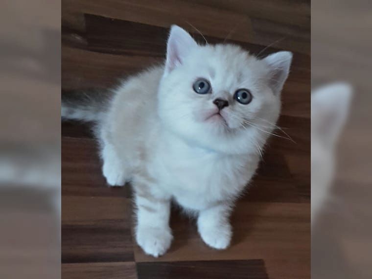 BKH Kitten suchen ein neues Zuhause