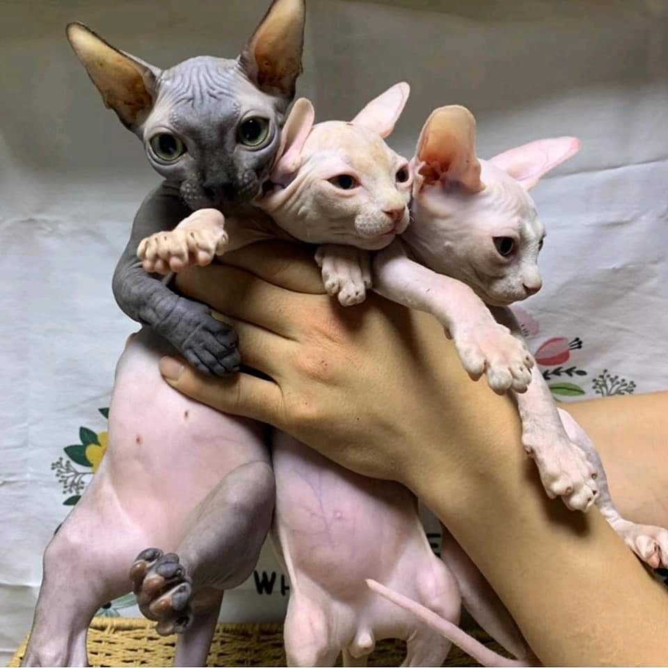 Edelfarbige Don Sphynx Kitten