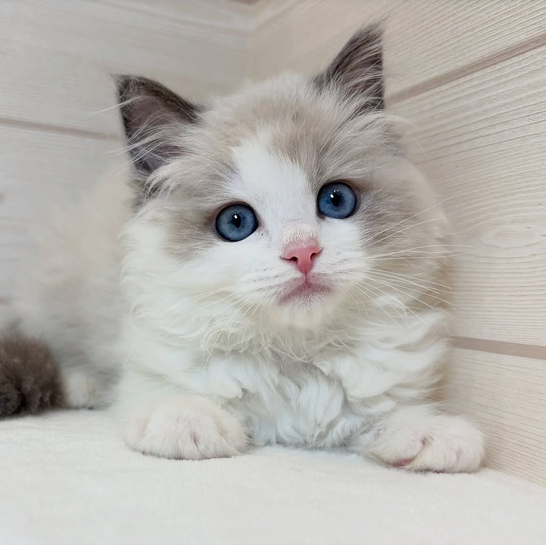 Ragdoll-Katze