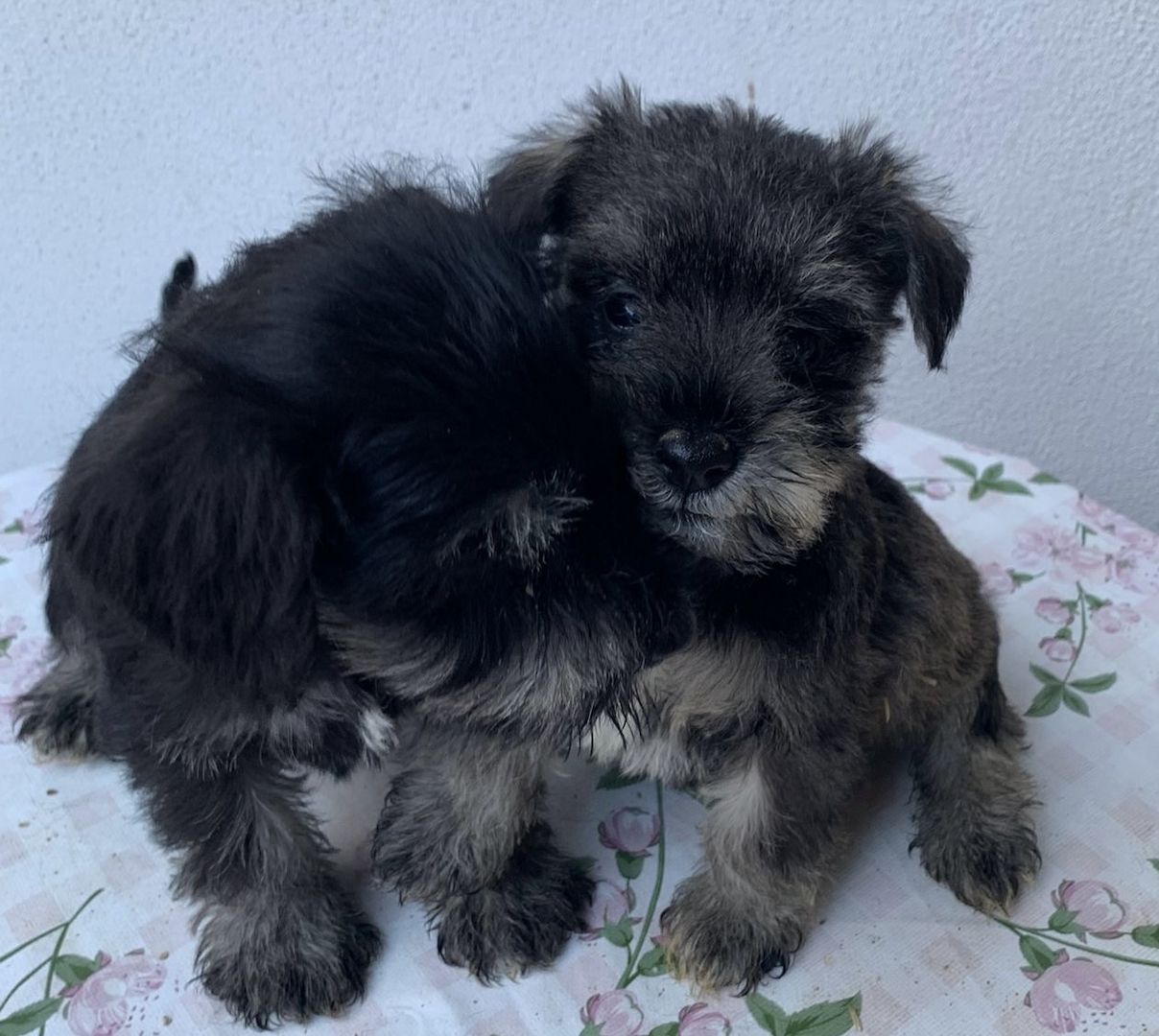 Zwergschnauzerwelpen abzugeben