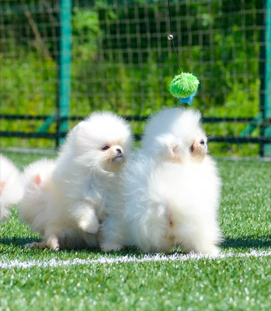 Pomeranian Spitz Welpen