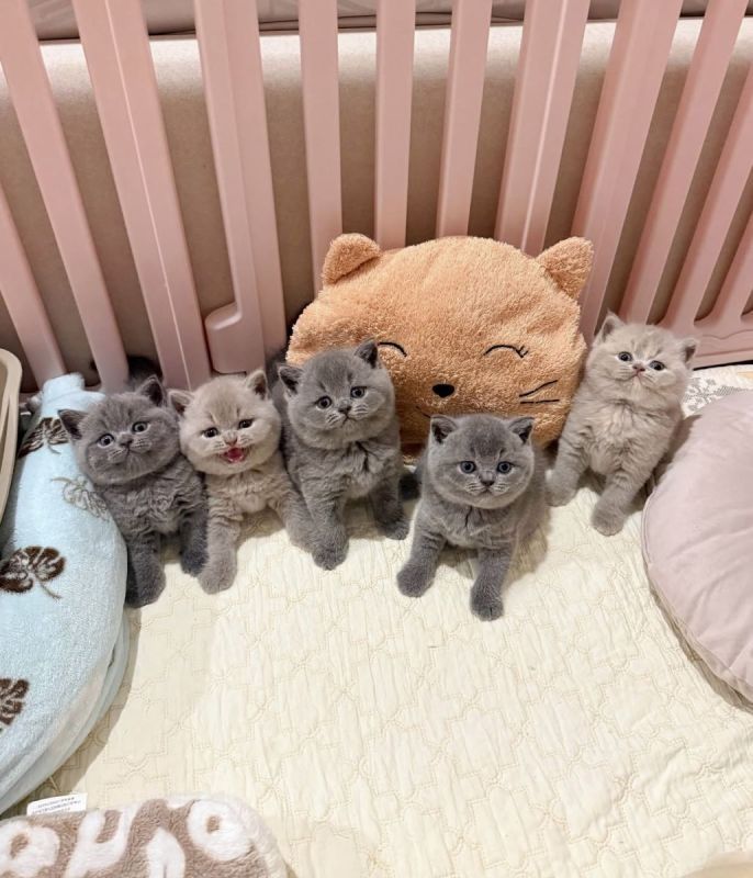 Britisch Kurzhaar Kätzchen zu verkaufen – mollig und süß!