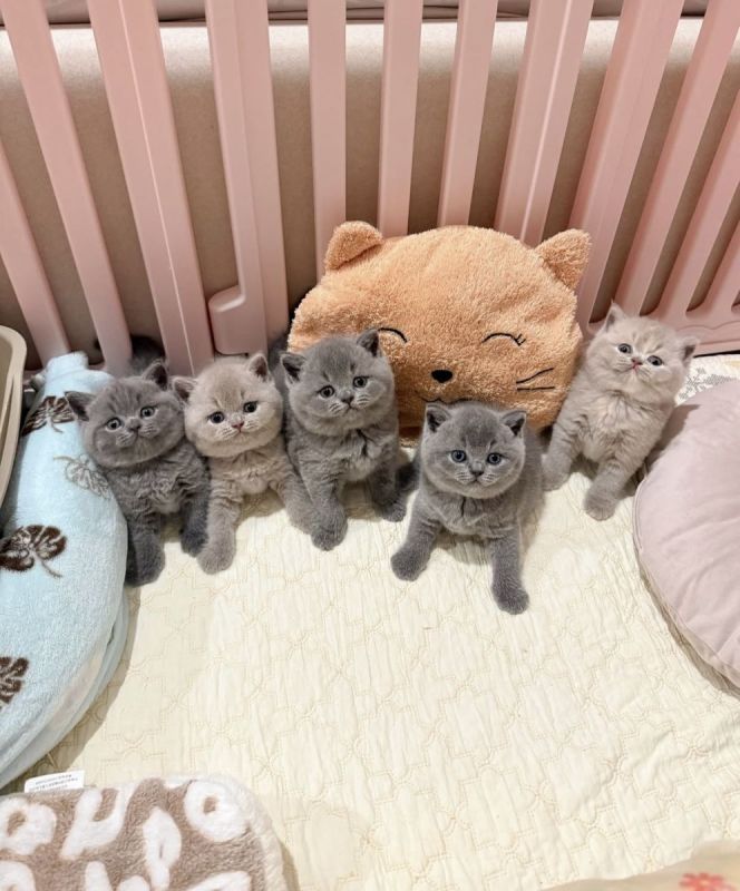 Britisch Kurzhaar Kätzchen zu verkaufen – mollig und süß!