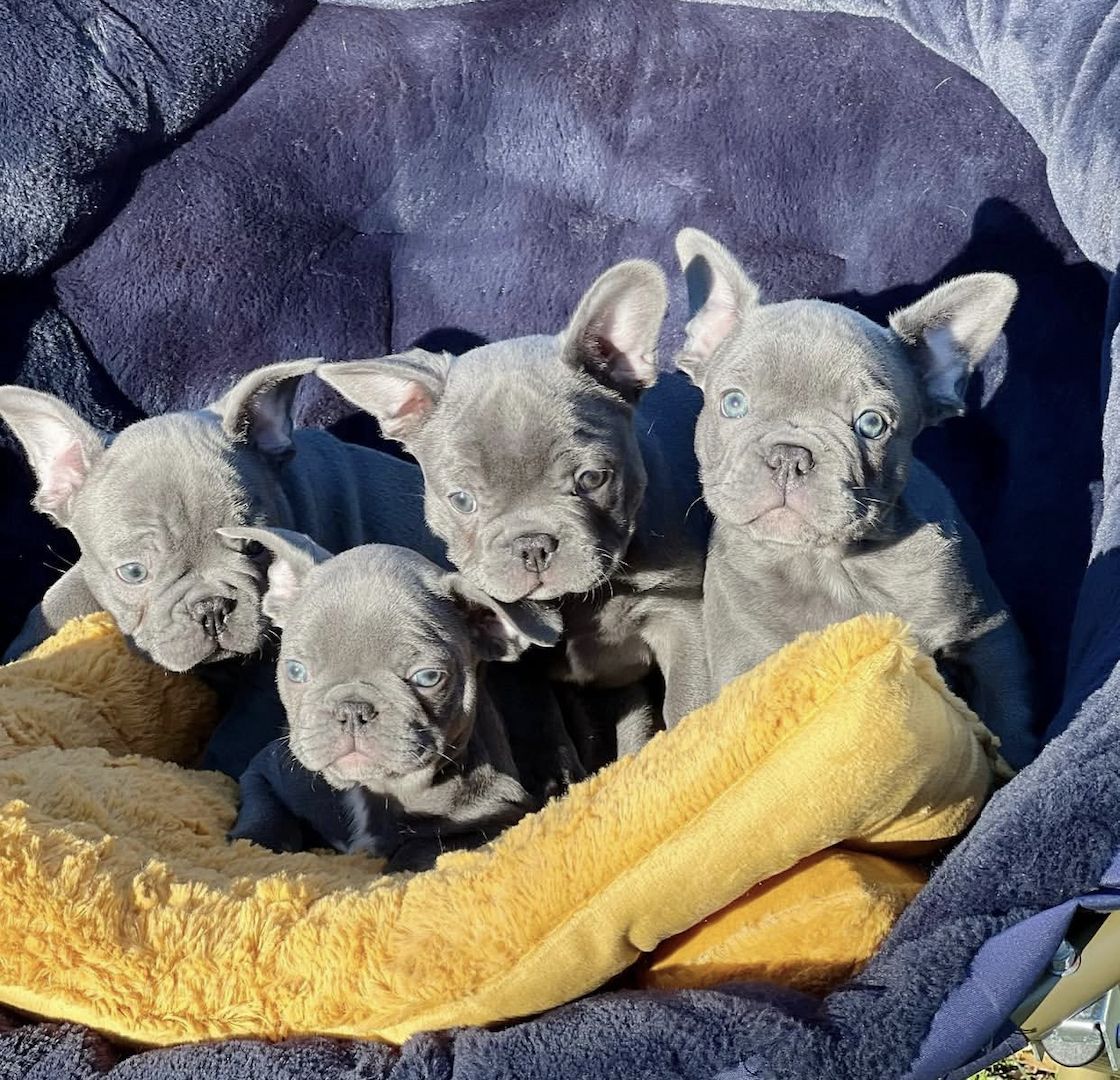 5⭐️ Französische Bulldoggenwelpen 🐾