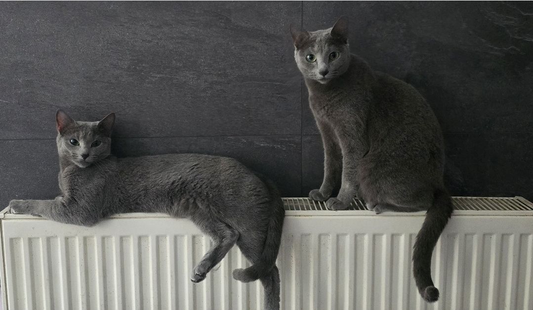 Reinrassige Russisch blau, kitten, Katze, champion linie, Weibchen, Stammbaum, Maine coon, bkh