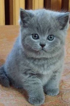 BKH Katzenbabys (Britisch Kurzhaar Kätzchen)